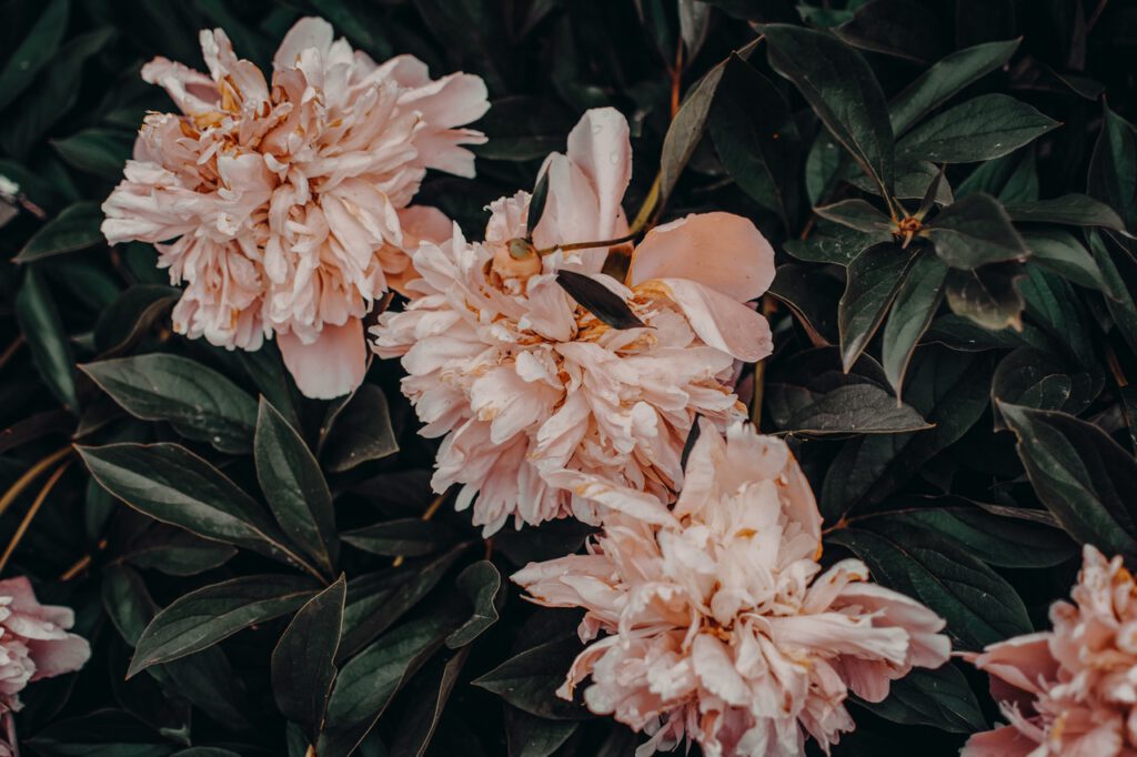 Pink peonie bushes in the garden 