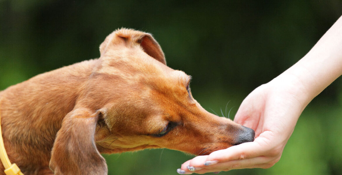 The dog eats vegetarian delicacies